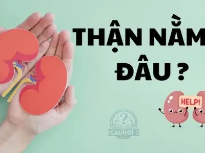 Thận nằm ở đâu trong cơ thể con người?