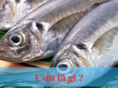 Ươn là gì? Ý nghĩa đằng sau câu nói cá không ăn muối cá ươn