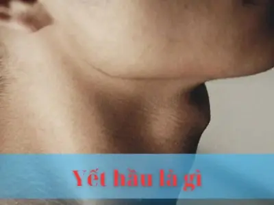 Yết hầu là gì : Cấu tạo, chức năng và vị trí của yết hầu 