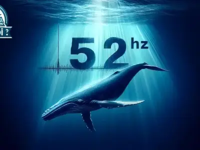 52Hz là gì? Tần số âm thanh độc đáo của một chú cá voi 
