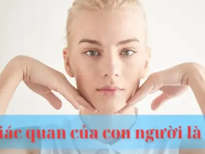6 giác quan của con người là gì? Cánh cửa dẫn đến thế giới muôn màu