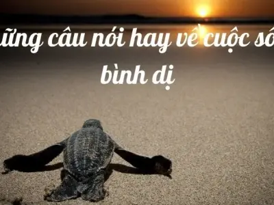 Top những câu nói hay về cuộc sống bình dị nhẹ nhàng khiến bạn mê đắm