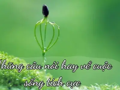 50+ Câu nói hay về cuộc sống tích cực - bí quyết cho niềm vui và hạnh phúc