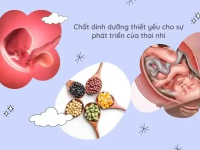 Giải đáp em bé trong bụng mẹ ăn như thế nào?