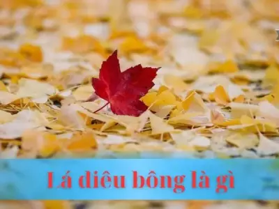 Lá diêu bông là gì? Biểu tượng tình yêu trong thơ ca Việt Nam