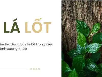 Lá lốt chữa bệnh xương khớp như thế nào? Các tác dụng liên quan