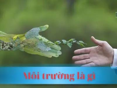 Môi trường là gì? Tầm quan trọng của bảo vệ môi trường