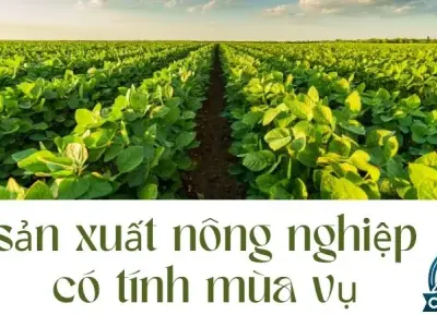 Giải thích lý do tại sao sản xuất nông nghiệp ở nước ta có tính mùa vụ?