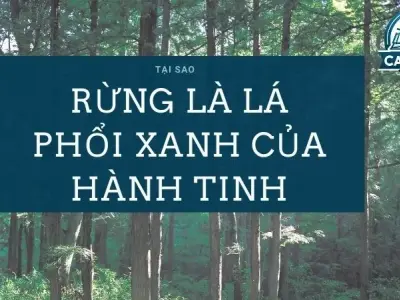 Vai trò thiết yếu của rừng - Tại sao rừng là lá phổi xanh của trái đất