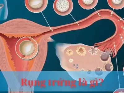Rụng trứng là gì? Giải mã bí ẩn sinh lý của phụ nữ