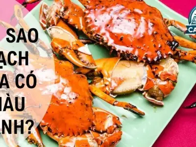 Tại sao gạch cua có màu xanh? Cách nhận biết và lựa chọn gạch cua chất lượng 