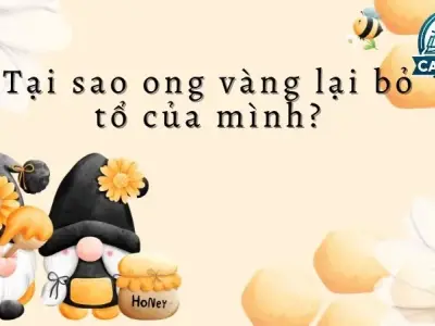 Khám phá nguyên nhân: Tại sao ong vàng bỏ tổ của mình