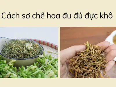 Top 5 cách uống hoa đu đủ đực khô đơn giản mà hiệu quả bất ngờ