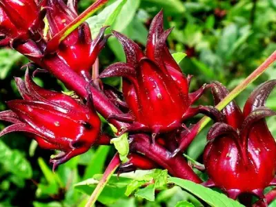 Tác hại của Atiso đỏ và những lưu ý khi dùng