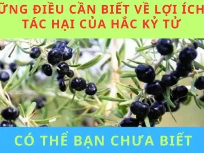 Những điều cần biết về lợi ích và tác hại của hắc kỷ tử
