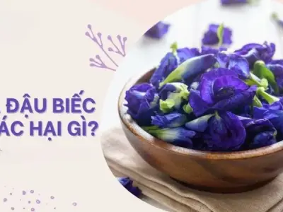Tác hại của hoa đậu biếc và những điều bạn nên biết