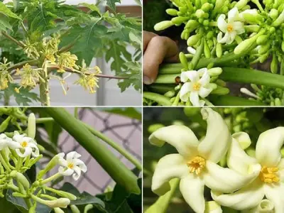 Tác hại của hoa đu đủ đực bạn nên biết