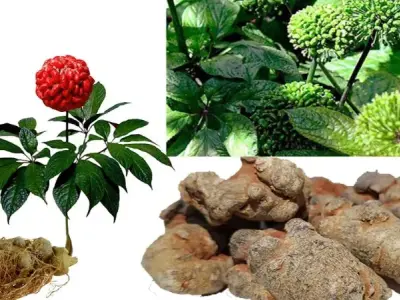 Hoa tam thất là gì? Tác hại của hoa tam thất