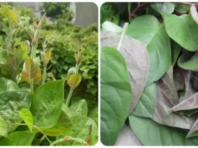 Tác hại của lá mơ lông và những lưu ý khi sử dụng