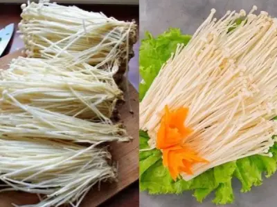 Tác hại nấm kim châm mà bạn nên biết