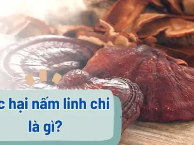 Cảnh báo những tác hại nấm linh chi mà bạn nên biết!
