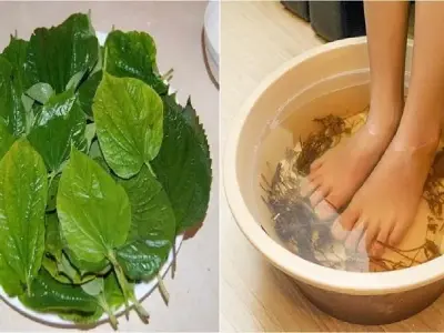 Bất ngờ với những tác hại khi ngâm chân lá lốt