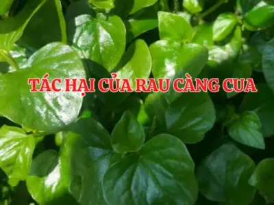 Rau càng cua kỵ gì? Tác hại rau càng cua