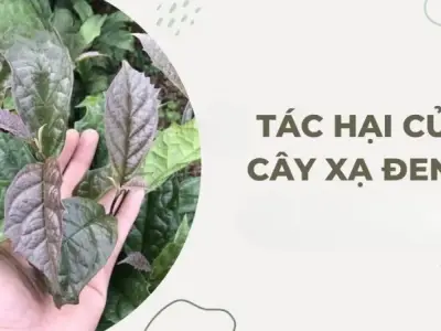 Tìm hiểu tác hại của cây xạ đen và cách dùng an toàn  