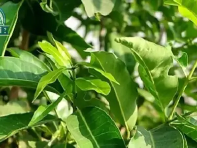 Tác hại lá vối - Những nguy cơ tiềm ẩn khi sử dụng quá mức