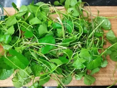 Tác hại của rau má - Những điều bạn cần biết trước khi sử dụng