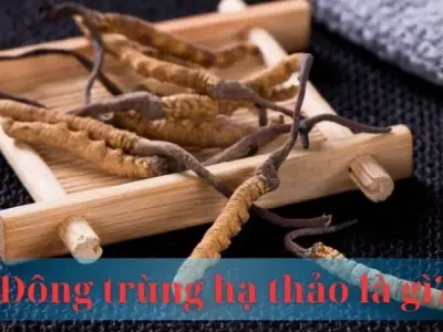Đông trùng hạ thảo là gì? Công dụng và giá trị dinh dưỡng