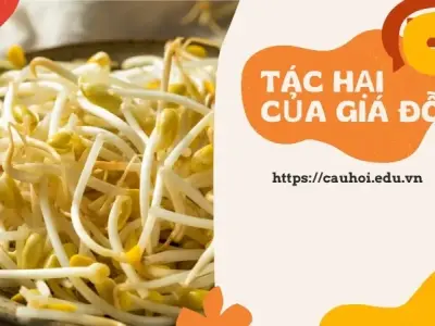 Tìm hiểu tác hại của giá đỗ đối với sức khỏe người tiêu dùng