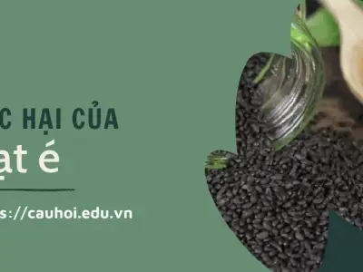 Tác hại của hạt é đối với sức khỏe - Sự thật nên biết