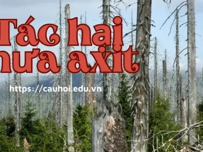 Tác hại nghiêm trọng của mưa axit đến con người và thiên nhiên