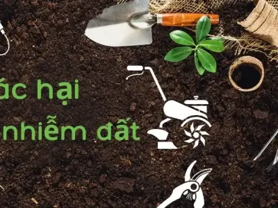 Tác hại ô nhiễm đất đến hệ sinh thái và nguồn thực phẩm