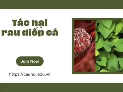 Tác hại nguy hiểm của rau diếp cá có thể bạn chưa biết