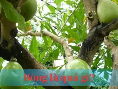 Bòng là quả gì? Giải mã bí ẩn về loại trái cây độc đáo