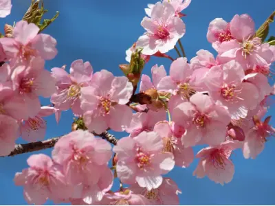 Bộ sưu tập ảnh hoa rực rỡ mang đến vẻ đẹp cuốn hút