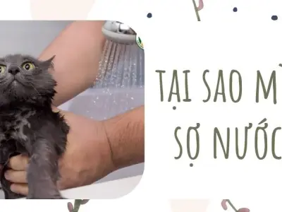 Giải mã tại sao mèo sợ nước giúp bạn chăm sóc chúng tốt hơn