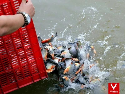 48 Câu Nói Hay và Ý Nghĩa Về Phóng Sanh Giúp Tâm Hồn Thanh Tịnh