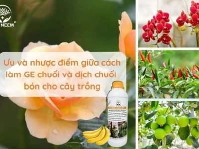 Bí quyết làm dịch chuối tươi lan tại nhà và lợi ích bất ngờ