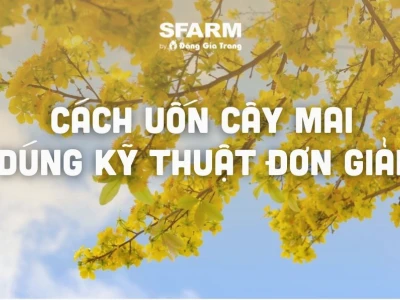 Bí quyết tạo dáng cây mai vàng chuẩn đẹp cho Tết 2026