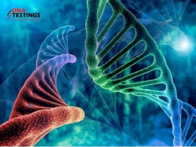 DNA và ADN khác nhau như thế nào? Giải mã sự thật khoa học