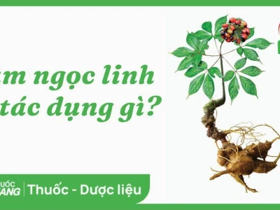 Hình ảnh cây Sâm Ngọc Linh thật như thế nào và đặc điểm nhận dạng