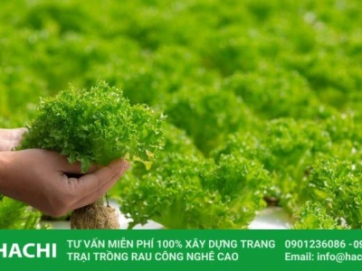 Hướng Dẫn Trồng Rau Thủy Canh Tại Nhà Toàn Diện Từ A-Z