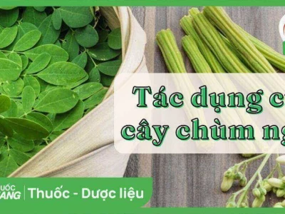 Rau chùm ngây: Tác hại tiềm ẩn và những điều cần biết