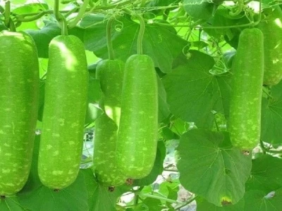 Tác hại của quả bầu và những điều cần biết để bảo vệ sức khỏe
