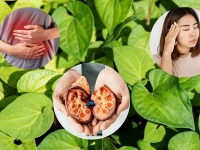 Tác hại của rau diếp cá: Điều cần biết khi sử dụng