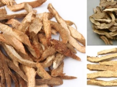 Tác hại của sâm cau: Những điều cần biết trước khi sử dụng