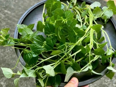 Tác hại rau càng cua và những đối tượng cần lưu ý